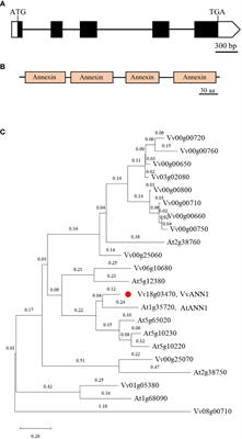 Grapevine bZIP transcription factor bZIP45 regulates VvANN1 and confers drought tolerance in Arabidopsis
